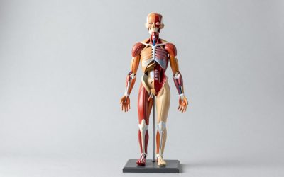 Best Premium Anatomy Teaching Models